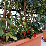 Malaga